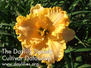 Daylily Discover Columbus Gold